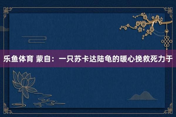 乐鱼体育 蒙自：一只苏卡达陆龟的暖心挽救死力于