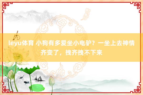 leyu体育 小狗有多爱坐小电驴？一坐上去神情齐变了，拽齐拽不下来